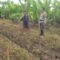 Bhabinkamtibmas Labuapi Gandeng Petani Tingkatkan Ketahanan Pangan dan Jaga Kamtibmas
