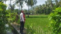 Bhabinkamtibmas Sekotong Dukung Swasembada Pangan di Batu Putih