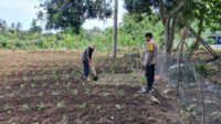 DDS Polsek Sekotong Dorong Pemanfaatan Lahan Pertanian Warga