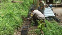 Membangun Ketahanan Pangan dari Pekarangan Rumah, Kisah Inspiratif dari Desa Batulayar (1)