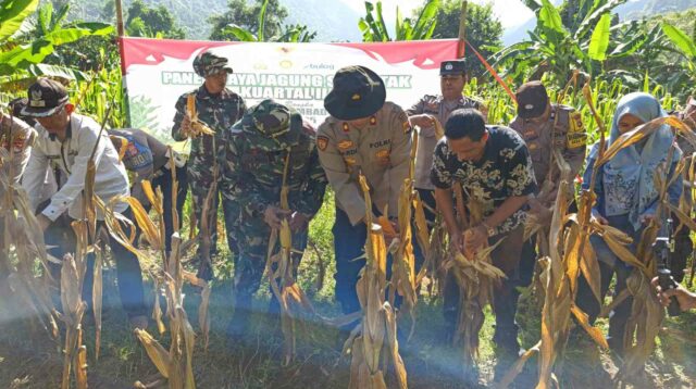 Panen Raya Jagung Serentak di Batulayar, Langkah Nyata Wujudkan Swasembada Pangan 2025 (5)