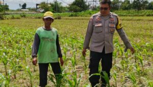 Bhabinkamtibmas Telagawaru Dorong Ketahanan Pangan Warga Paok Kambut