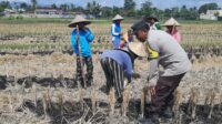 Ketahanan Pangan Dimulai dari Desa: Langkah Humanis Bhabinkamtibmas Montong Are