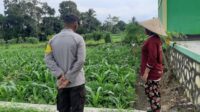 Bhabinkamtibmas Montong Are Dukung Ketahanan Pangan Lewat Pendampingan Petani