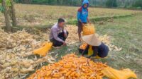 Jalin Silaturahmi, Bhabinkamtibmas Lembar Dukung Petani Jagung di Eyat Mayang (1) Jalin Silaturahmi, Bhabinkamtibmas Lembar Dukung Petani Jagung di Eyat Mayang