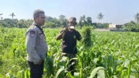 Polsek Batulayar Ajak Masyarakat Perempung Maksimalkan Lahan untuk Ketahanan Pangan