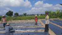 Polsek Kediri Dorong Warga Montong Are Tanam Cabai untuk Ketahanan Pangan