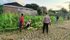 Polsek Kuripan Dukung Petani Jagung di Kumbung Barat Wujudkan Ketahanan Pangan