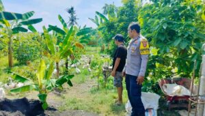 Polsek Lembar Dukung Ketahanan Pangan, Bhabinkamtibmas Beri Semangat Petani Jagung di Eyat Mayang