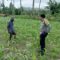 Jagung dan Keamanan: Bhabinkamtibmas Cendi Manik Turun ke Lahan