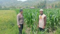 Bhabinkamtibmas Dorong Kemandirian Pangan di Desa Kuripan Selatan (1) Sosialisasi Ketahanan Pangan di Dusun Pelabu: Polri Ajak Warga Manfaatkan Lahan Produktif