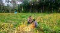 Polsek Lembar Dukung Ketahanan Pangan Lewat Pendampingan Petani Desa Eyat Mayang (1) Polsek Lembar Dukung Ketahanan Pangan, Bhabinkamtibmas Eyat Mayang Dampingi Petani Jagung