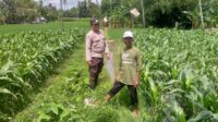 Jagung Jadi Alternatif Pangan di Desa Jagaraga, Bhabinkamtibmas Jadi Penggerak