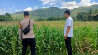 WhatsApp Image 2025-09-24 at 13.34.40 (1) Pendampingan Petani Jagung oleh Polsek Kuripan, Dorong Ketahanan Pangan Lombok Barat
