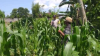 Polsek Kuripan Turun ke Sawah, Dukung Petani Tingkatkan Produksi Jagung