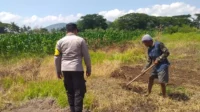 WhatsApp Image 2025-10-18 at 13.52.44_result Lombok Barat, NTB – Dalam upaya konkret mendukung Program Ketahanan Pangan Nasional, Bhabinkamtibmas Desa Jagaraga, AIPTU I Gede Dodit, melaksanakan kunjungan dan dialog langsung dengan petani di Dusun Lamper. Kegiatan yang berlangsung pada hari Sabtu, 18 Oktober 2025, pukul 11.00 WITA hingga selesai, ini bertujuan mendorong pemanfaatan lahan produktif secara maksimal oleh warga binaan, baik untuk bercocok tanam maupun beternak atau perikanan. Inisiatif ini merupakan wujud nyata sinergi Polri dan masyarakat dalam menjaga ketersediaan pangan di tingkat lokal. Peran Aktif Polri dalam Mendukung Kemandirian Pangan Daerah Kunjungan Bhabinkamtibmas AIPTU I Gede Dodit di Dusun Lamper difokuskan kepada Bapak Ahmad, salah seorang petani setempat yang memiliki lahan produktif. Dalam pertemuan yang berlangsung hangat dan penuh kekeluargaan, AIPTU I Gede Dodit menyampaikan pentingnya peran aktif masyarakat, terutama para petani dan peternak, dalam menghadapi tantangan ketahanan pangan global. Ia mengajak warga untuk tidak hanya mengandalkan hasil panen utama, tetapi juga memanfaatkan pekarangan rumah atau lahan tidur untuk menanam komoditas pangan cepat panen seperti sayur-sayuran, sebagai bentuk diversifikasi dan cadangan pangan keluarga. Kapolsek Kuripan, Polres Lombok Barat, Polda NTB, Ipda I Wayan Eka Ariyana, S.H., menegaskan bahwa kegiatan ini adalah bagian dari instruksi pimpinan Polri untuk secara masif mengawal dan mendukung program pemerintah. "Peran Bhabinkamtibmas sangat strategis sebagai ujung tombak Polri di desa. Mereka tidak hanya menjaga kamtibmas, tetapi juga menjadi motivator dan penggerak ekonomi kerakyatan, khususnya di sektor pertanian. Kami terus mendorong anggota kami untuk terjun langsung, memastikan warga binaan teredukasi dan tergerak untuk memanfaatkan setiap jengkal lahan yang ada," ujar Ipda I Wayan Eka Ariyana, S.H. Menggali Potensi Lokal Melalui Pemanfaatan Lahan Produktif Inti dari kunjungan tersebut adalah memotivasi Bapak Ahmad dan warga lainnya agar lebih optimal dalam memanfaatkan lahan. AIPTU I Gede Dodit memberikan pemahaman bahwa ketahanan pangan dimulai dari tingkat rumah tangga dan desa. Dengan menanam sayur-sayuran di lahan milik sendiri, warga dapat mengurangi ketergantungan pada pasar, memastikan ketersediaan pangan yang sehat, sekaligus berpotensi meningkatkan pendapatan keluarga. "Saya berdialog dengan Bapak Ahmad, menjelaskan bahwa program ketahanan pangan ini bukan hanya tanggung jawab pemerintah semata, melainkan tanggung jawab kita bersama. Dengan memanfaatkan lahan seoptimal mungkin, kita tidak hanya menjamin ketersediaan pangan keluarga, tapi juga ikut berkontribusi pada ketahanan pangan nasional," kata AIPTU I Gede Dodit. Ia menambahkan, pihaknya siap membantu memfasilitasi komunikasi dengan instansi terkait jika warga membutuhkan bimbingan teknis lebih lanjut mengenai pertanian atau peternakan. Sambutan Positif Warga dan Komitmen Mendukung Program Pemerintah Sambutan dari Bapak Ahmad, petani yang menjadi sasaran kunjungan, menunjukkan antusiasme tinggi terhadap inisiatif ini. Bapak Ahmad menyatakan kesediaannya untuk mendukung program pemerintah dengan mulai menanam berbagai jenis sayur-sayuran di tanah miliknya yang terletak di Dusun Lamper, Desa Jagaraga. "Kami menyambut baik kunjungan dari Bapak Bhabinkamtibmas. Ini sangat memotivasi kami para petani. Kami siap mendukung program ketahanan pangan ini. Kebetulan kami punya lahan, dan arahan dari Bapak Dodit untuk menanam sayur-sayuran sangat masuk akal untuk cadangan pangan keluarga kami. Kami akan segera memulainya," tutur Bapak Ahmad dengan semangat. Hasil dari kegiatan ini tidak hanya terhenti pada komitmen menanam sayuran, tetapi juga berhasil menjalin dan memperkuat tali silaturahmi serta komunikasi yang baik antara Polri dan warga binaan. Komunikasi yang intensif dan berkelanjutan seperti ini sangat penting untuk memastikan program-program pemerintah dapat berjalan lancar dan tepat sasaran di tingkat desa. Secara keseluruhan, kegiatan Bhabinkamtibmas Desa Jagaraga AIPTU I Gede Dodit di Dusun Lamper ini berjalan lancar. Situasi di lokasi terpantau aman dan kondusif, mencerminkan sinergi yang harmonis antara aparat keamanan dan masyarakat. Upaya ini menjadi salah satu pilar penting dalam mewujudkan kemandirian pangan yang berkelanjutan di wilayah Kabupaten Lombok Barat, sekaligus mengukuhkan citra Polri sebagai pengayom dan mitra produktif bagi masyarakat. Keberhasilan ini diharapkan dapat menjadi contoh inspiratif bagi desa-desa lain untuk turut serta aktif dalam program penguatan ketahanan pangan nasional.