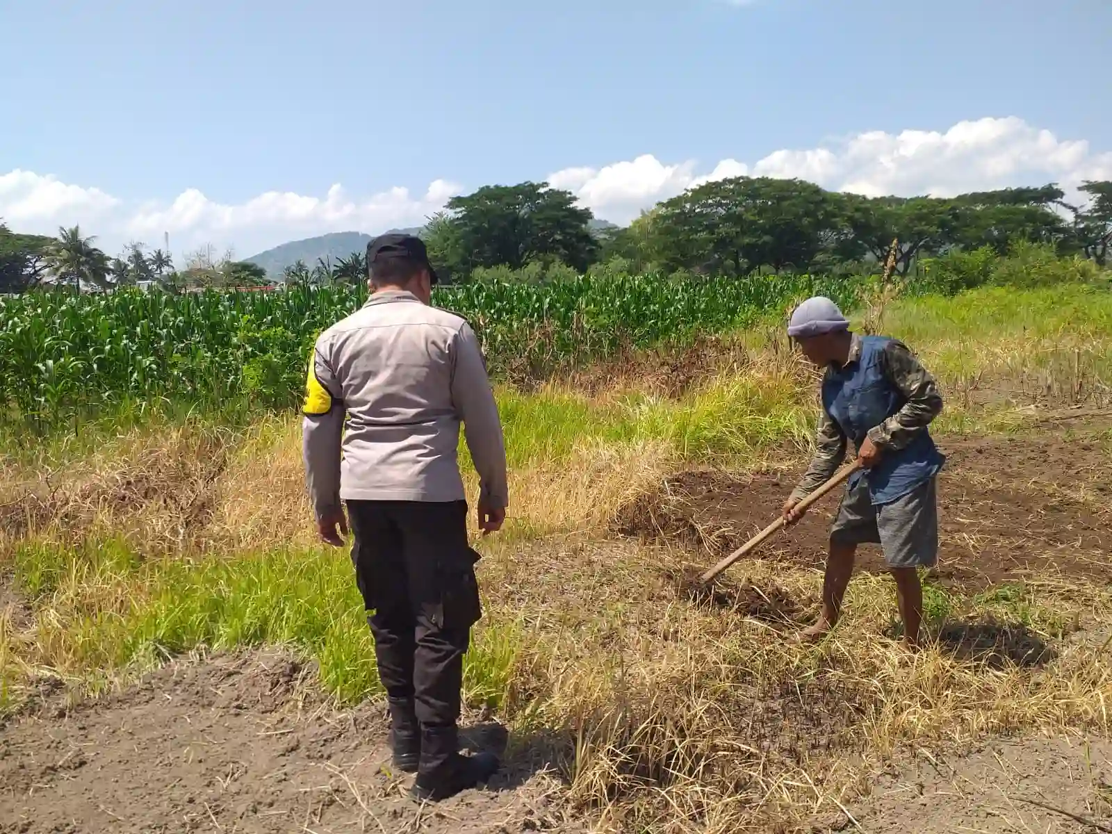 Lombok Barat, NTB – Dalam upaya konkret mendukung Program Ketahanan Pangan Nasional, Bhabinkamtibmas Desa Jagaraga, AIPTU I Gede Dodit, melaksanakan kunjungan dan dialog langsung dengan petani di Dusun Lamper. Kegiatan yang berlangsung pada hari Sabtu, 18 Oktober 2025, pukul 11.00 WITA hingga selesai, ini bertujuan mendorong pemanfaatan lahan produktif secara maksimal oleh warga binaan, baik untuk bercocok tanam maupun beternak atau perikanan. Inisiatif ini merupakan wujud nyata sinergi Polri dan masyarakat dalam menjaga ketersediaan pangan di tingkat lokal. Peran Aktif Polri dalam Mendukung Kemandirian Pangan Daerah Kunjungan Bhabinkamtibmas AIPTU I Gede Dodit di Dusun Lamper difokuskan kepada Bapak Ahmad, salah seorang petani setempat yang memiliki lahan produktif. Dalam pertemuan yang berlangsung hangat dan penuh kekeluargaan, AIPTU I Gede Dodit menyampaikan pentingnya peran aktif masyarakat, terutama para petani dan peternak, dalam menghadapi tantangan ketahanan pangan global. Ia mengajak warga untuk tidak hanya mengandalkan hasil panen utama, tetapi juga memanfaatkan pekarangan rumah atau lahan tidur untuk menanam komoditas pangan cepat panen seperti sayur-sayuran, sebagai bentuk diversifikasi dan cadangan pangan keluarga. Kapolsek Kuripan, Polres Lombok Barat, Polda NTB, Ipda I Wayan Eka Ariyana, S.H., menegaskan bahwa kegiatan ini adalah bagian dari instruksi pimpinan Polri untuk secara masif mengawal dan mendukung program pemerintah. "Peran Bhabinkamtibmas sangat strategis sebagai ujung tombak Polri di desa. Mereka tidak hanya menjaga kamtibmas, tetapi juga menjadi motivator dan penggerak ekonomi kerakyatan, khususnya di sektor pertanian. Kami terus mendorong anggota kami untuk terjun langsung, memastikan warga binaan teredukasi dan tergerak untuk memanfaatkan setiap jengkal lahan yang ada," ujar Ipda I Wayan Eka Ariyana, S.H. Menggali Potensi Lokal Melalui Pemanfaatan Lahan Produktif Inti dari kunjungan tersebut adalah memotivasi Bapak Ahmad dan warga lainnya agar lebih optimal dalam memanfaatkan lahan. AIPTU I Gede Dodit memberikan pemahaman bahwa ketahanan pangan dimulai dari tingkat rumah tangga dan desa. Dengan menanam sayur-sayuran di lahan milik sendiri, warga dapat mengurangi ketergantungan pada pasar, memastikan ketersediaan pangan yang sehat, sekaligus berpotensi meningkatkan pendapatan keluarga. "Saya berdialog dengan Bapak Ahmad, menjelaskan bahwa program ketahanan pangan ini bukan hanya tanggung jawab pemerintah semata, melainkan tanggung jawab kita bersama. Dengan memanfaatkan lahan seoptimal mungkin, kita tidak hanya menjamin ketersediaan pangan keluarga, tapi juga ikut berkontribusi pada ketahanan pangan nasional," kata AIPTU I Gede Dodit. Ia menambahkan, pihaknya siap membantu memfasilitasi komunikasi dengan instansi terkait jika warga membutuhkan bimbingan teknis lebih lanjut mengenai pertanian atau peternakan. Sambutan Positif Warga dan Komitmen Mendukung Program Pemerintah Sambutan dari Bapak Ahmad, petani yang menjadi sasaran kunjungan, menunjukkan antusiasme tinggi terhadap inisiatif ini. Bapak Ahmad menyatakan kesediaannya untuk mendukung program pemerintah dengan mulai menanam berbagai jenis sayur-sayuran di tanah miliknya yang terletak di Dusun Lamper, Desa Jagaraga. "Kami menyambut baik kunjungan dari Bapak Bhabinkamtibmas. Ini sangat memotivasi kami para petani. Kami siap mendukung program ketahanan pangan ini. Kebetulan kami punya lahan, dan arahan dari Bapak Dodit untuk menanam sayur-sayuran sangat masuk akal untuk cadangan pangan keluarga kami. Kami akan segera memulainya," tutur Bapak Ahmad dengan semangat. Hasil dari kegiatan ini tidak hanya terhenti pada komitmen menanam sayuran, tetapi juga berhasil menjalin dan memperkuat tali silaturahmi serta komunikasi yang baik antara Polri dan warga binaan. Komunikasi yang intensif dan berkelanjutan seperti ini sangat penting untuk memastikan program-program pemerintah dapat berjalan lancar dan tepat sasaran di tingkat desa. Secara keseluruhan, kegiatan Bhabinkamtibmas Desa Jagaraga AIPTU I Gede Dodit di Dusun Lamper ini berjalan lancar. Situasi di lokasi terpantau aman dan kondusif, mencerminkan sinergi yang harmonis antara aparat keamanan dan masyarakat. Upaya ini menjadi salah satu pilar penting dalam mewujudkan kemandirian pangan yang berkelanjutan di wilayah Kabupaten Lombok Barat, sekaligus mengukuhkan citra Polri sebagai pengayom dan mitra produktif bagi masyarakat. Keberhasilan ini diharapkan dapat menjadi contoh inspiratif bagi desa-desa lain untuk turut serta aktif dalam program penguatan ketahanan pangan nasional.