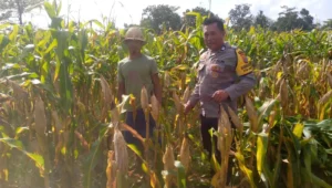 Kapolsek Kuripan: Ketahanan Pangan Harus Dimulai dari Desa