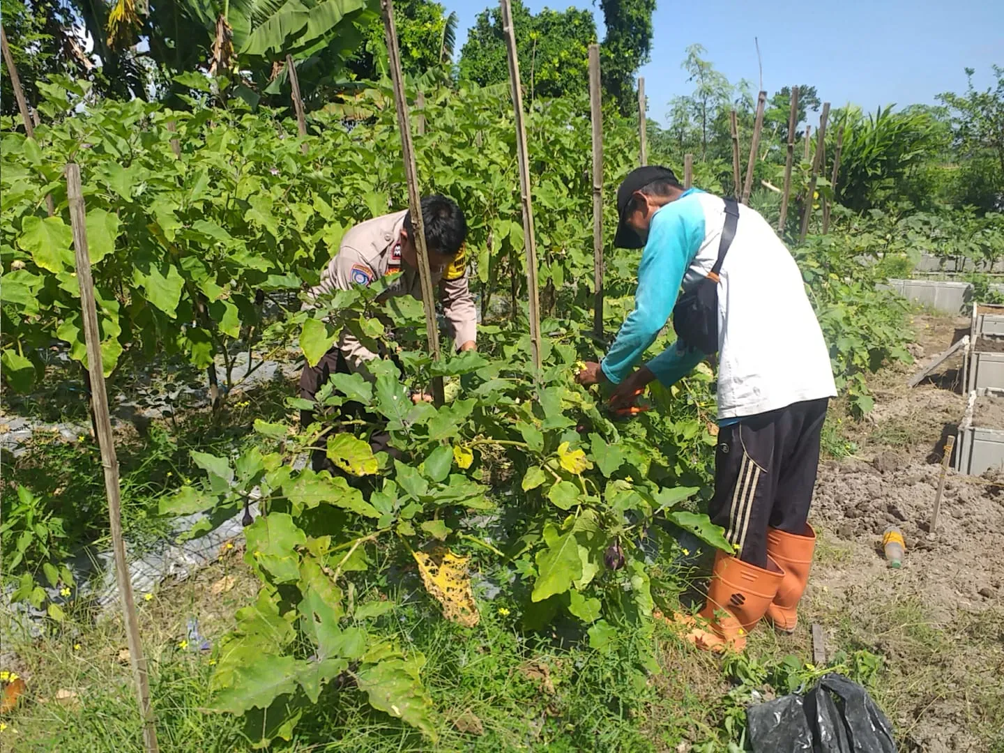 WhatsApp Image 2025-10-26 at 15.08.20_result Bhabinkamtibmas Ajak Warga Optimalkan Pekarangan untuk Ketahanan Pangan