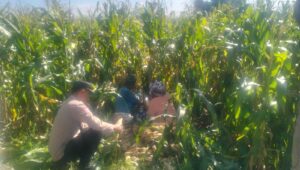 Jagung Lelede Panen Raya, Polri Pastikan Proses Aman dan Harga Stabil