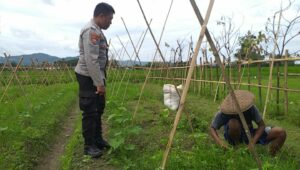 Sinergi Polri dan Petani Jagaraga Wujudkan Kemandirian Pangan