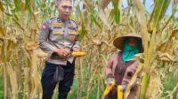 Peran Polri Jaga Stabilitas Harga, Petani Jagung Lombok Barat Diimbau Jual ke Bulog