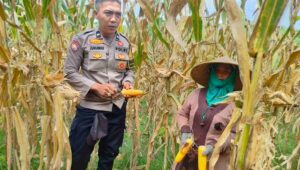 Peran Polri Jaga Stabilitas Harga, Petani Jagung Lombok Barat Diimbau Jual ke Bulog
